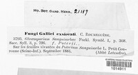 Discula sanguisorbae image